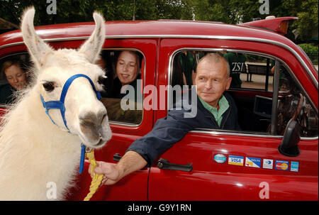 Perry, un Llama sud-américain de 8 ans, avec Tony Ellis, chauffeur de taxi londonien au zoo de Londres à Regents Park, où il y avait un photocall pour promouvoir un week-end gratuit pour les chauffeurs de taxi autorisés et leurs familles au zoo ce week-end prochain. Banque D'Images