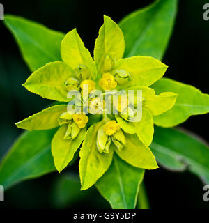 L'euphorbe ésule (Euphorbia epithymoides coussin) Banque D'Images