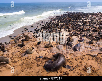 L'Afrique du Sud (Arctocephalus pusillus), otaries (Otariidae), colonie à la plage, Cape Cross, Namibia Banque D'Images