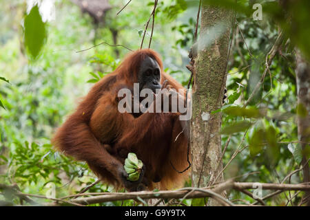 L'orang-outan de Sumatra (Pongo abelii) dans les forêts tropicales de Sumatra, Indonésie, Asie Banque D'Images