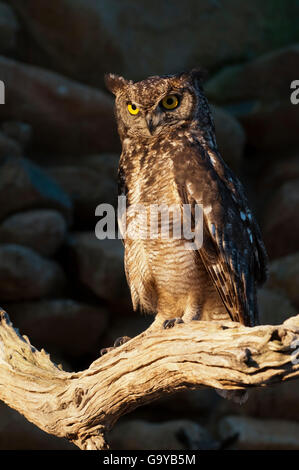 Spotted Eagle Owl (Bubo africanus), captive, Hoedspruit Endangered Species Centre, réserve Kapama Game, Afrique du Sud, l'Afrique Banque D'Images