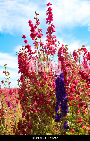 Pershore, Worcestershire Wick Royaume-uni, 4 juillet 2016. La préparation de la cueillette à la main des pétales de fleurs de maïs et Delphiniums, durant la chaude journée ensoleillée en Pershore Wyck Farm ,mèche. Les fleurs cueillies à la main tous les n'ont que quelques jours pour être récoltées avant les fleurs perdent naturellement leurs pétales. Crédit : David Powell/Alamy Live News Banque D'Images