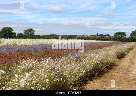 Pershore, Worcestershire Wick Royaume-uni, 4 juillet 2016. La préparation de la cueillette à la main des pétales de fleurs de maïs et Delphiniums, durant la chaude journée ensoleillée en Pershore Wyck Farm ,mèche. Les fleurs cueillies à la main tous les n'ont que quelques jours pour être récoltées avant les fleurs perdent naturellement leurs pétales. Crédit : David Powell/Alamy Live News Banque D'Images