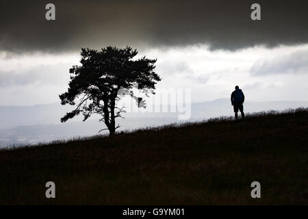 Une personne isolée et le pin sylvestre tree silhouette sur un ciel menaçant et paysage sur moel-y-parc dans la gamme clwydain hills sur le Rhône de la cuisinière à la recherche vers le parc national de Snowdonia dans la distance Banque D'Images