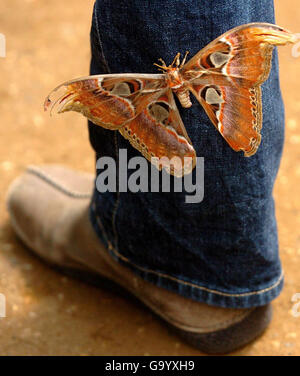 Animaux au zoo de Londres.Un papillon atlas à Butterfly Paradise au zoo de Londres, dans le centre de Londres. Banque D'Images