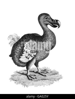 Dodo. Illustration publiée en 1809. Banque D'Images