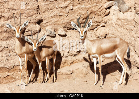 Les gazelles dans le désert du Sahara. Banque D'Images