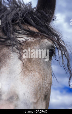 Portrait de cheval à l'extérieur dans le champ, ciel bleu et vert herbe Banque D'Images