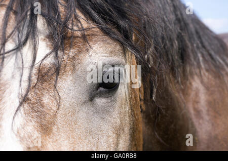 Portrait de cheval à l'extérieur dans le champ, ciel bleu et vert herbe Banque D'Images