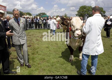 Le Prince de Galles au salon des trois comtés de Malvern, dans le Worcestershire, où il observe le jugement des Bulls d'Hereford. Banque D'Images