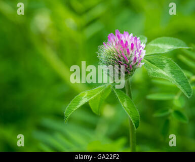 Une fleur partiellement développé sur une fleur de trèfle violet trouvés sur une promenade dans la forêt Banque D'Images