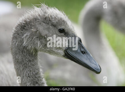 Un cygnet sur les rives de la Tamise attend d'être compté au début du recensement annuel de la population de cygnes 'montée en puissance', qui a commencé sur la Tamise aujourd'hui. Banque D'Images