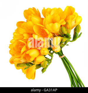 Un beau bouquet de fleurs de freesia jaune isolé sur fond blanc Banque D'Images