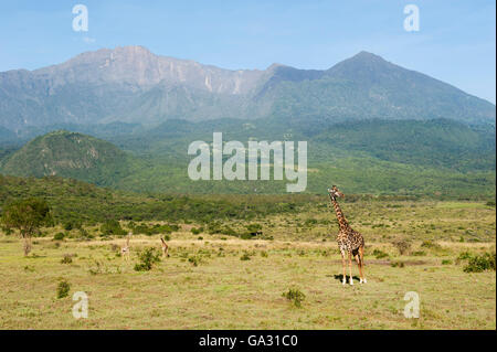 Girafe masaï, Giraffa camelopardalis tippelskirchi, au pied des pentes du mont Meru, Parc National d'Arusha, Tanzanie Banque D'Images