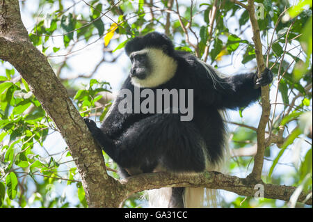 Le Colobe noir et blanc (Colobus guereza), Parc National d'Arusha, Tanzanie Banque D'Images