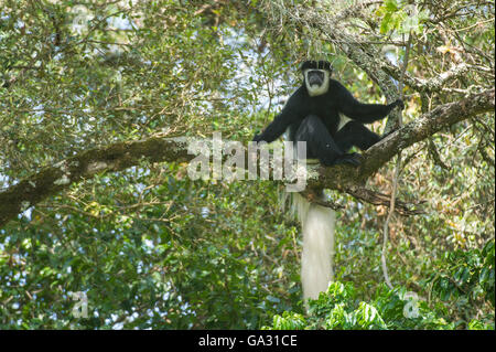 Le Colobe noir et blanc (Colobus guereza), Parc National d'Arusha, Tanzanie Banque D'Images