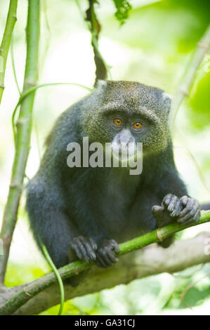 Singe bleu (Cercopithecus moufles), Parc National d'Arusha, Tanzanie Banque D'Images