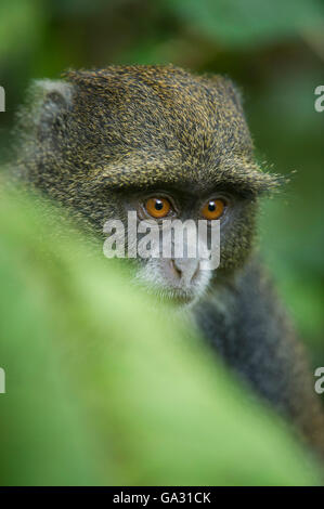 Singe bleu (Cercopithecus moufles), Parc National d'Arusha, Tanzanie Banque D'Images