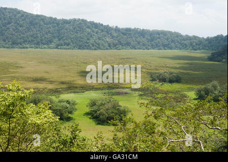 Troupeau de bisons dans le Cratère de Ngurdoto, Parc National d'Arusha, Tanzanie Banque D'Images