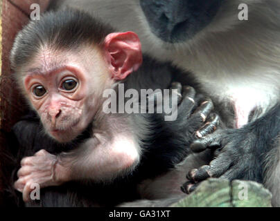 Un singe mangabey, âgé de deux jours et couronné de cerisier, s'accroche à sa mère au zoo de Colchester, à Colchester, dans l'Essex. Banque D'Images