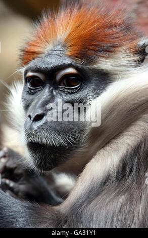 Petit singe au zoo de Colchester.La mère d'un singe mangabey couronné de cerisier de deux jours au zoo de Colchester, à Colchester, dans l'Essex. Banque D'Images