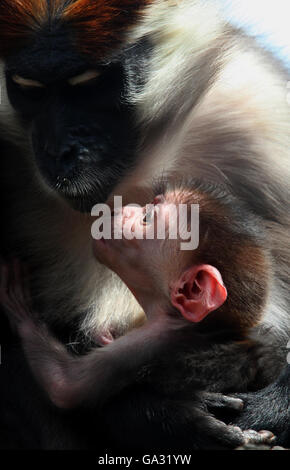 Un singe mangabey, âgé de deux jours et couronné de cerisier, s'accroche à sa mère au zoo de Colchester, à Colchester, dans l'Essex. Banque D'Images