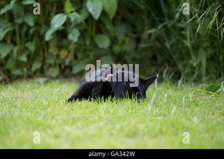 Un chat noir dans le jardin de lécher/nettoyage elle-même. Banque D'Images