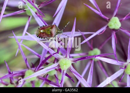 Bouclier poilue Bug sur Allium hollandicum Banque D'Images