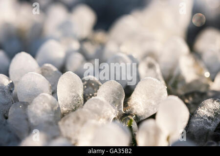 Peu de glaçons ronde formé autour de feuilles d'herbe sur le terrain Banque D'Images