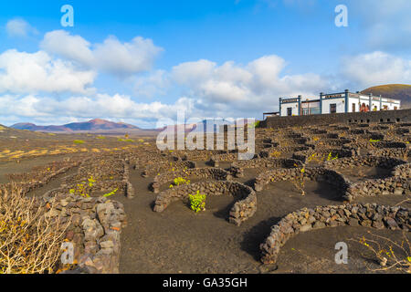 Vignobles de La Geria, Lanzarote, îles Canaries, Espagne Banque D'Images