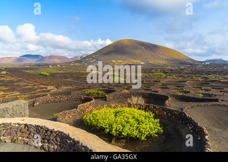 Vignobles de La Geria, Lanzarote, îles Canaries, Espagne Banque D'Images