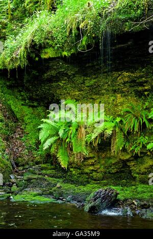 Les mousses, de trèfle et de fougères dans les gorges boisées de la rivière Nant Llech près de Henrhyd Falls, parc national de Brecon Beacons, Wales, UK, FR Banque D'Images