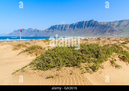 Dune de sable sur la plage de Famara avec falaises de haute montagne, Lanzarote, îles Canaries, Espagne Banque D'Images