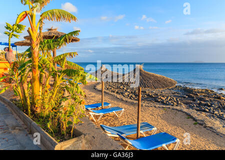 Bananier et rangée de chaises longues avec parasols sur la plage de Playa Blanca à l'heure du coucher du soleil, Lanzarote, îles Canaries, Espagne Banque D'Images