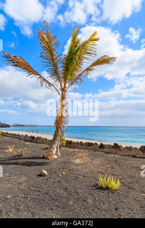 Palm tree promenade côtière sur Playa Blanca, Lanzarote, îles Canaries, Espagne Banque D'Images