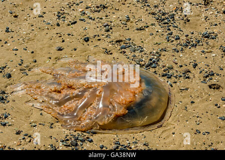 Baril Méduse échouée sur la plage à marée haute, dans le sud du Pays de Galles UK Banque D'Images