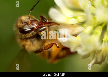 Abeille sur une fleur de trèfle Banque D'Images