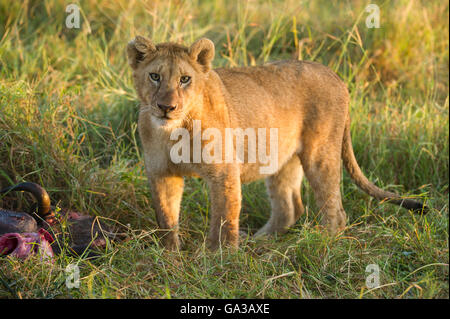 Lion cub sur un kill (Panthero leo), le Parc National du Serengeti, Tanzanie Banque D'Images