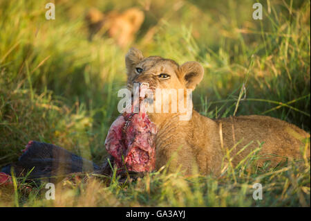 Lion cub se nourrissant d'un kill (Panthero leo), le Parc National du Serengeti, Tanzanie Banque D'Images