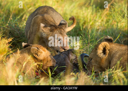 Des lionceaux se nourrissant d'un kill (Panthero leo), le Parc National du Serengeti, Tanzanie Banque D'Images