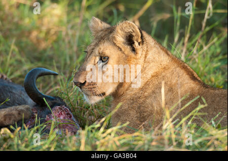 Lion cub se nourrissant d'un kill (Panthero leo), le Parc National du Serengeti, Tanzanie Banque D'Images