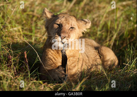 Lion cub se nourrissant d'un kill (Panthero leo), le Parc National du Serengeti, Tanzanie Banque D'Images