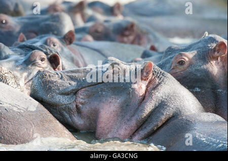 Hippopotame (Hippopotamus amphibius), Parc National de Serengeti, Tanzanie Banque D'Images