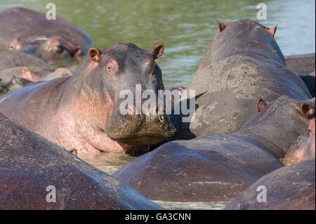 Hippopotame (Hippopotamus amphibius), Parc National de Serengeti, Tanzanie Banque D'Images