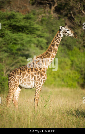 Maasai Girafe (Giraffa camelopardalis tippelskirchi), Parc National de Serengeti, Tanzanie Banque D'Images