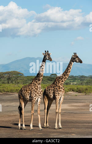 Les Girafes masaï (Giraffa camelopardalis tippelskirchi) avec le cratère du Ngorongoro en arrière-plan, le Parc National du Serengeti, Ta Banque D'Images