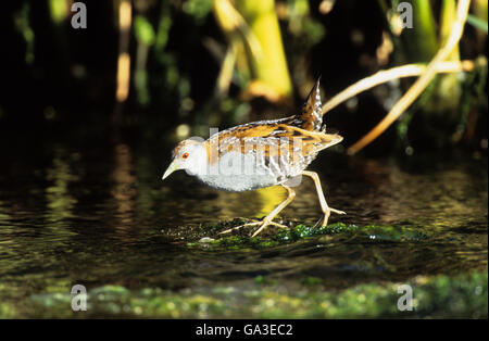 Baillon's Crake (Porzana pusilla) des profils Tsiknias River Skal Kallonis Lesbos Grèce Banque D'Images