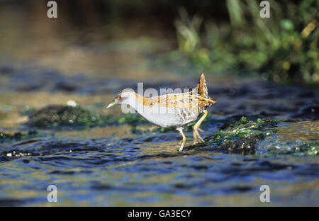 Baillon's Crake (Porzana pusilla) des profils Tsiknias River Skal Kallonis Lesbos Grèce Banque D'Images