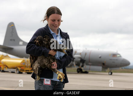 Un jeune aigle à queue blanche détenu par Claire Smith de la RSPB à la RAF Kinloss, après le transport des oiseaux par la Norwegian Air Force à la base aérienne écossaise. Banque D'Images