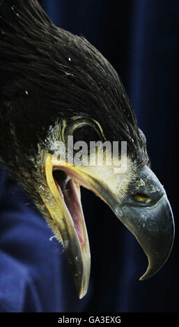 Un jeune aigle à queue blanche détenu par Claire Smith de la RSPB à la RAF Kinloss, après le transport des oiseaux par la Norwegian Air Force à la base aérienne écossaise. Banque D'Images